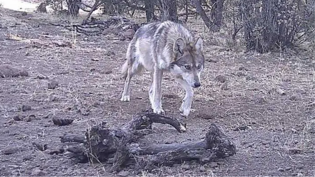 Lobo-Mexicano
Peligro-de-extinción