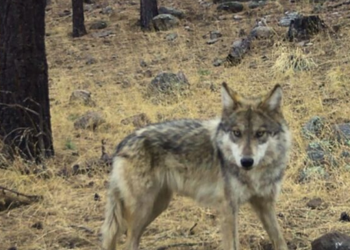 Lobo-Mexicano Peligro-de-extinción