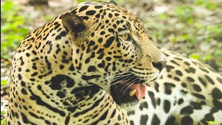 jaguar
nuevo-león