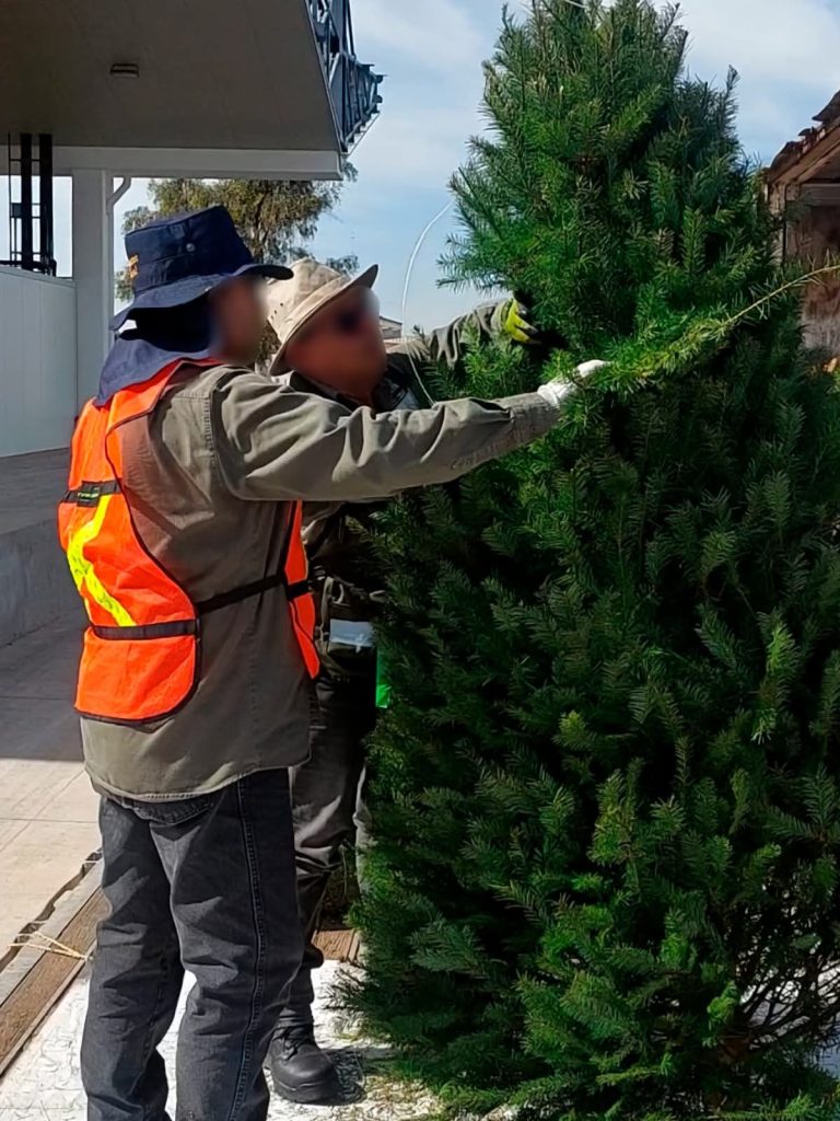 Árboles de Navidad, Profepa, importación segura, ecosistemas mexicanos, comercio exterior