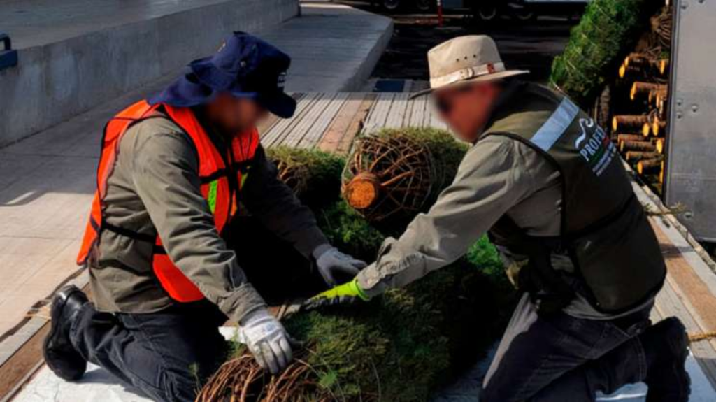 Árboles de Navidad, Profepa, importación segura, ecosistemas mexicanos, comercio exterior