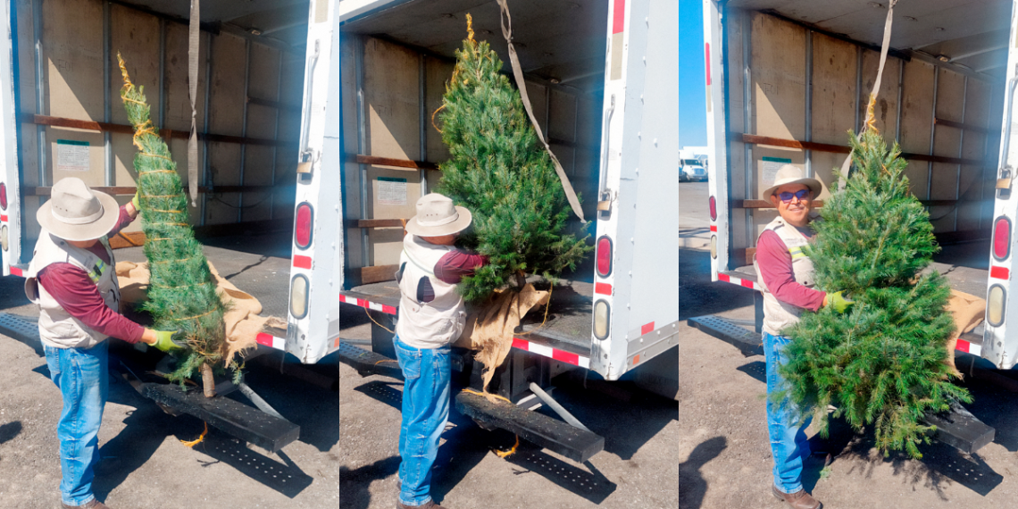Árboles de Navidad, Profepa, importación segura, ecosistemas mexicanos, comercio exterior