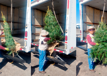 Árboles de Navidad, Profepa, importación segura, ecosistemas mexicanos, comercio exterior