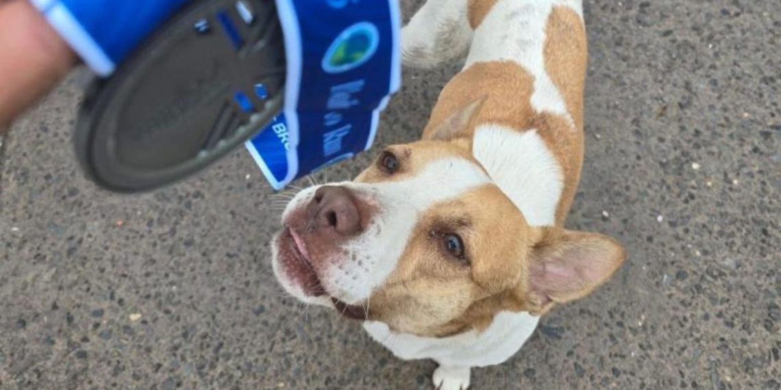 PERRITO-MARATÓN-MONTERREY