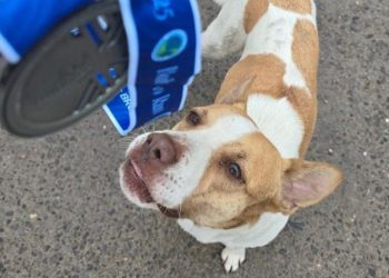 PERRITO-MARATÓN-MONTERREY