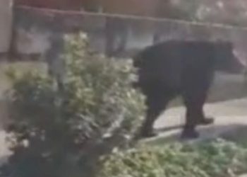 SAN-PEDRO-NUEVO-LEÓN