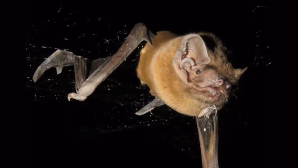 mordedura de murciélago causa posible muerte por rabia humana en veracruz