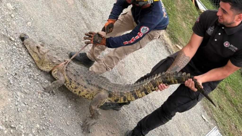 Animales peligrosos en Monterrey y alrededores