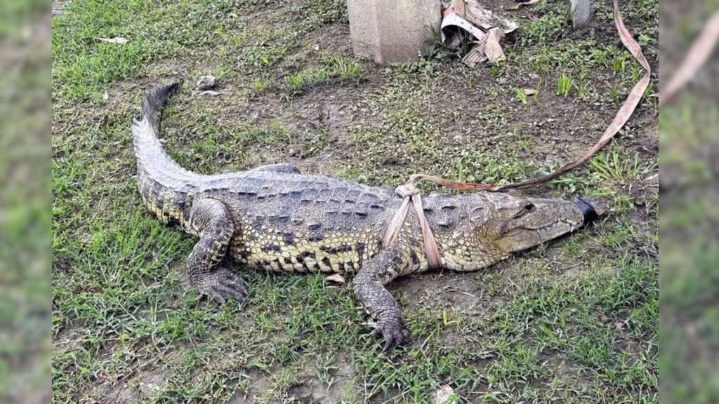 Cocodrilo capturado en Allende, Nuevo León