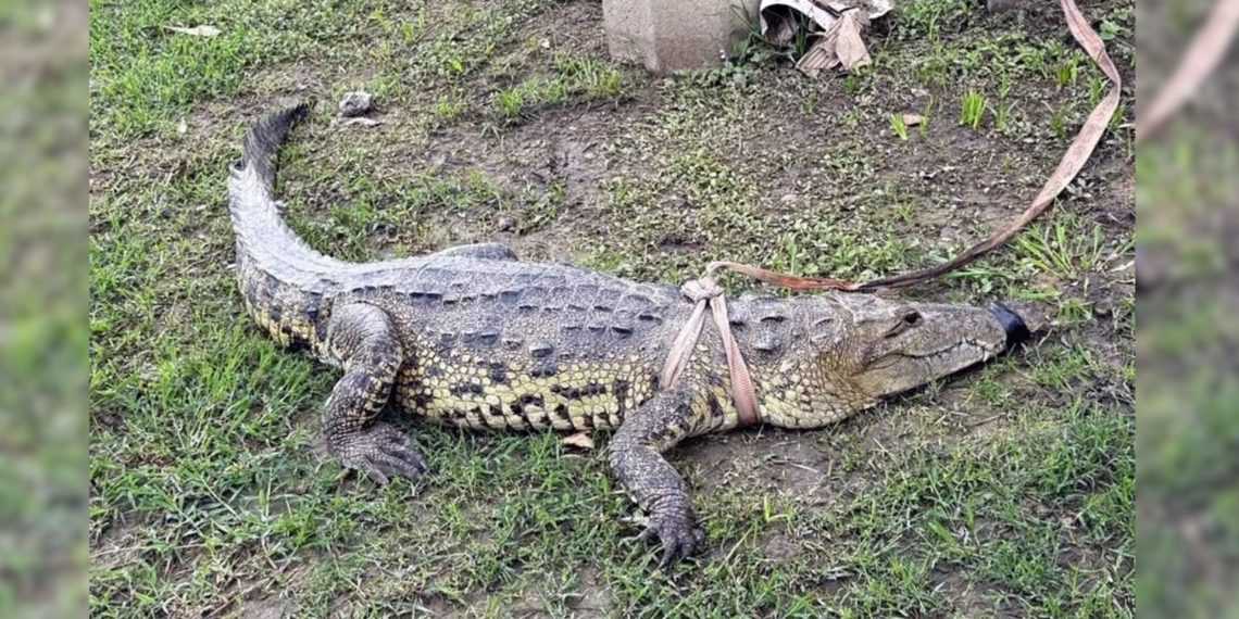 Cocodrilo capturado en Allende, Nuevo León