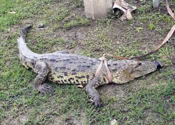 Cocodrilo capturado en Allende, Nuevo León