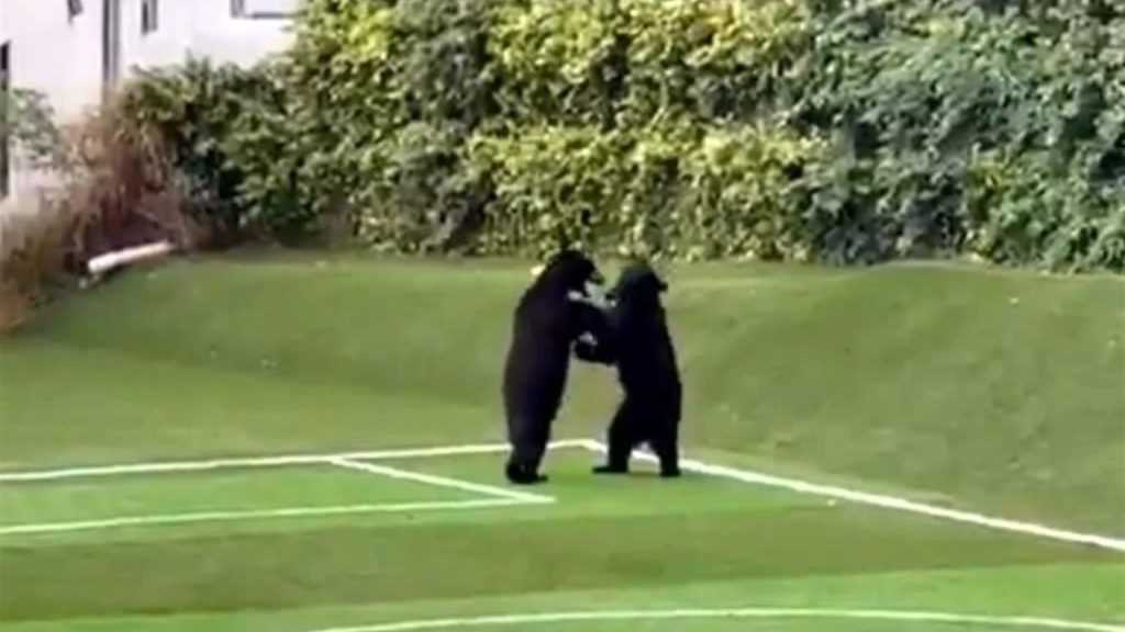 Foto de dos osos negros en una cancha de fútbol bailando.