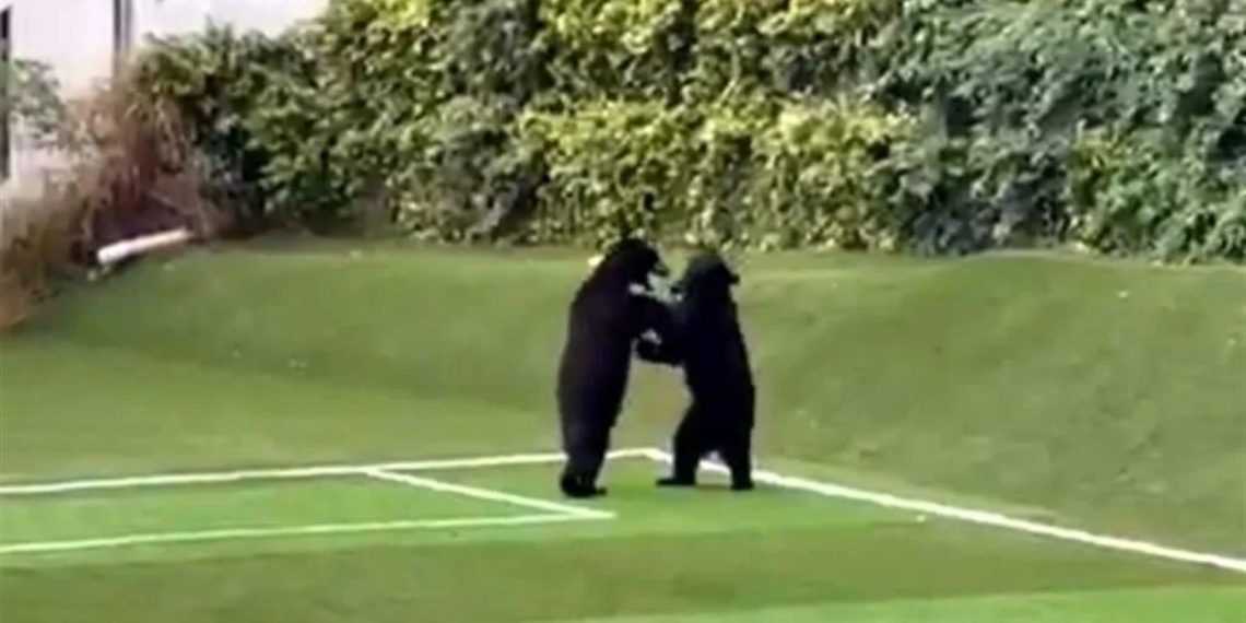 Foto de dos osos negros en una cancha de fútbol bailando.