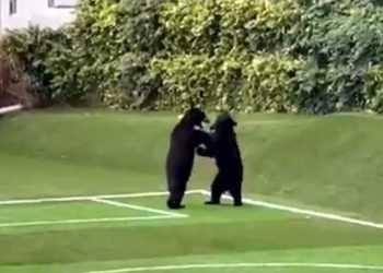 Foto de dos osos negros en una cancha de fútbol bailando.
