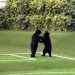 Foto de dos osos negros en una cancha de fútbol bailando.