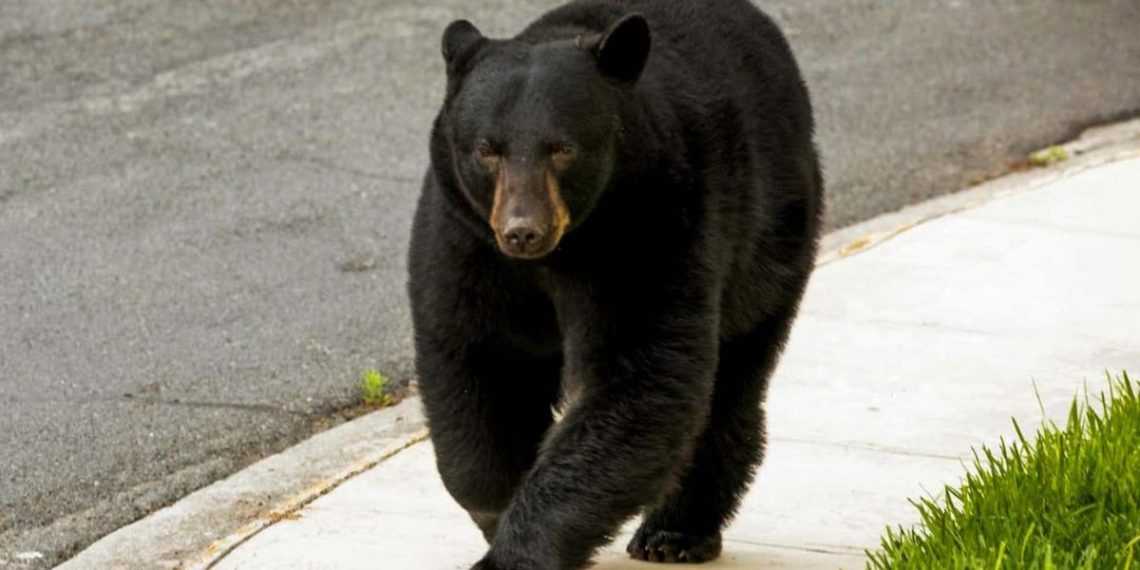 oso negro morones prieto