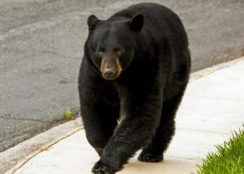 oso negro morones prieto