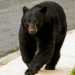 oso negro morones prieto