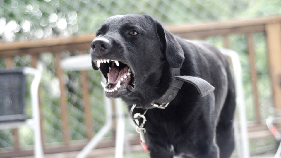 aplican nuevas multas por la alza de ataques de perros en nuevo león