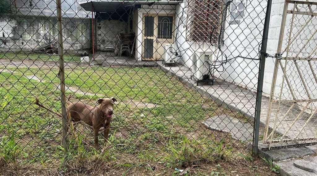 Brown dog standing in a grassy yard behind a chain-link fence with a small building in the background.