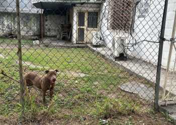 Brown dog standing in a grassy yard behind a chain-link fence with a small building in the background.