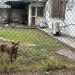 Brown dog standing in a grassy yard behind a chain-link fence with a small building in the background.