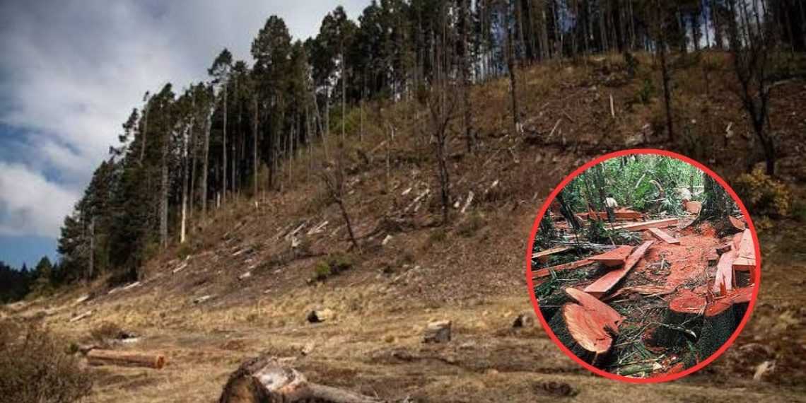 La devastación forestal avanza sin freno en territorio mexiquense