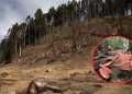 La devastación forestal avanza sin freno en territorio mexiquense