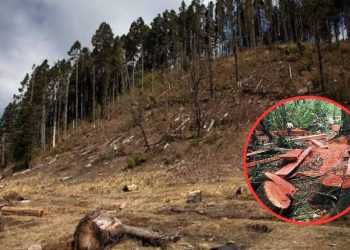 La devastación forestal avanza sin freno en territorio mexiquense
