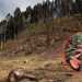 La devastación forestal avanza sin freno en territorio mexiquense