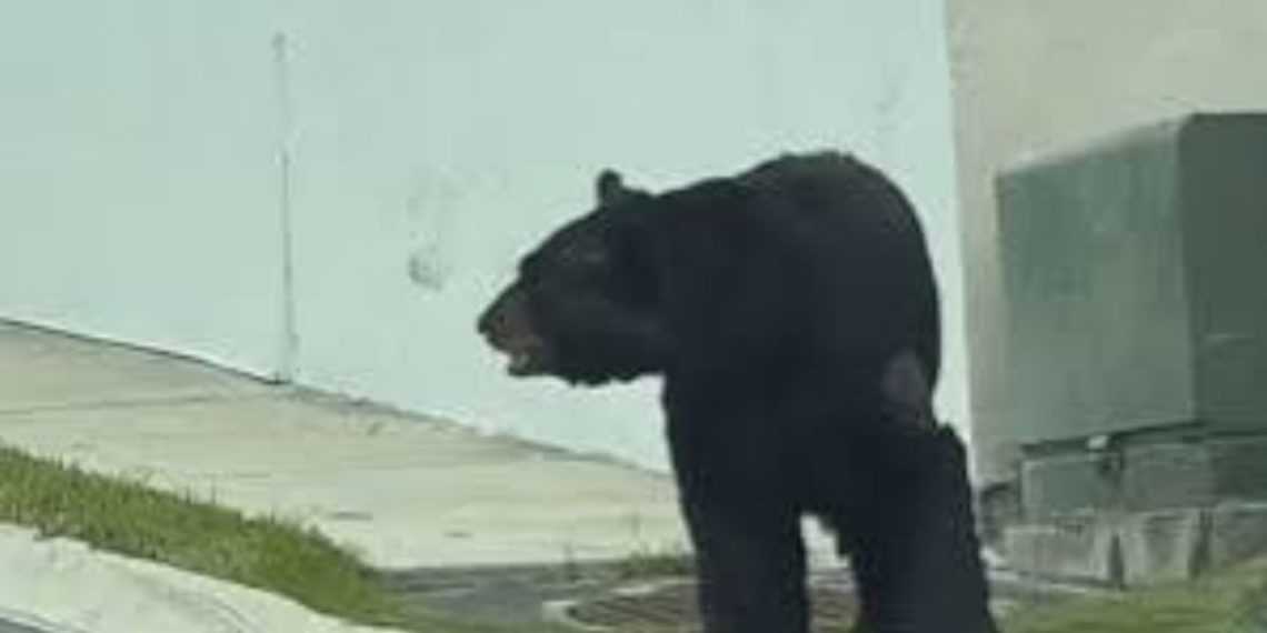 oso negro la rioja monterrey