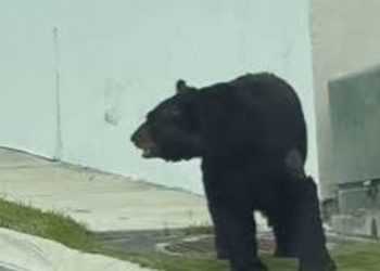 oso negro la rioja monterrey